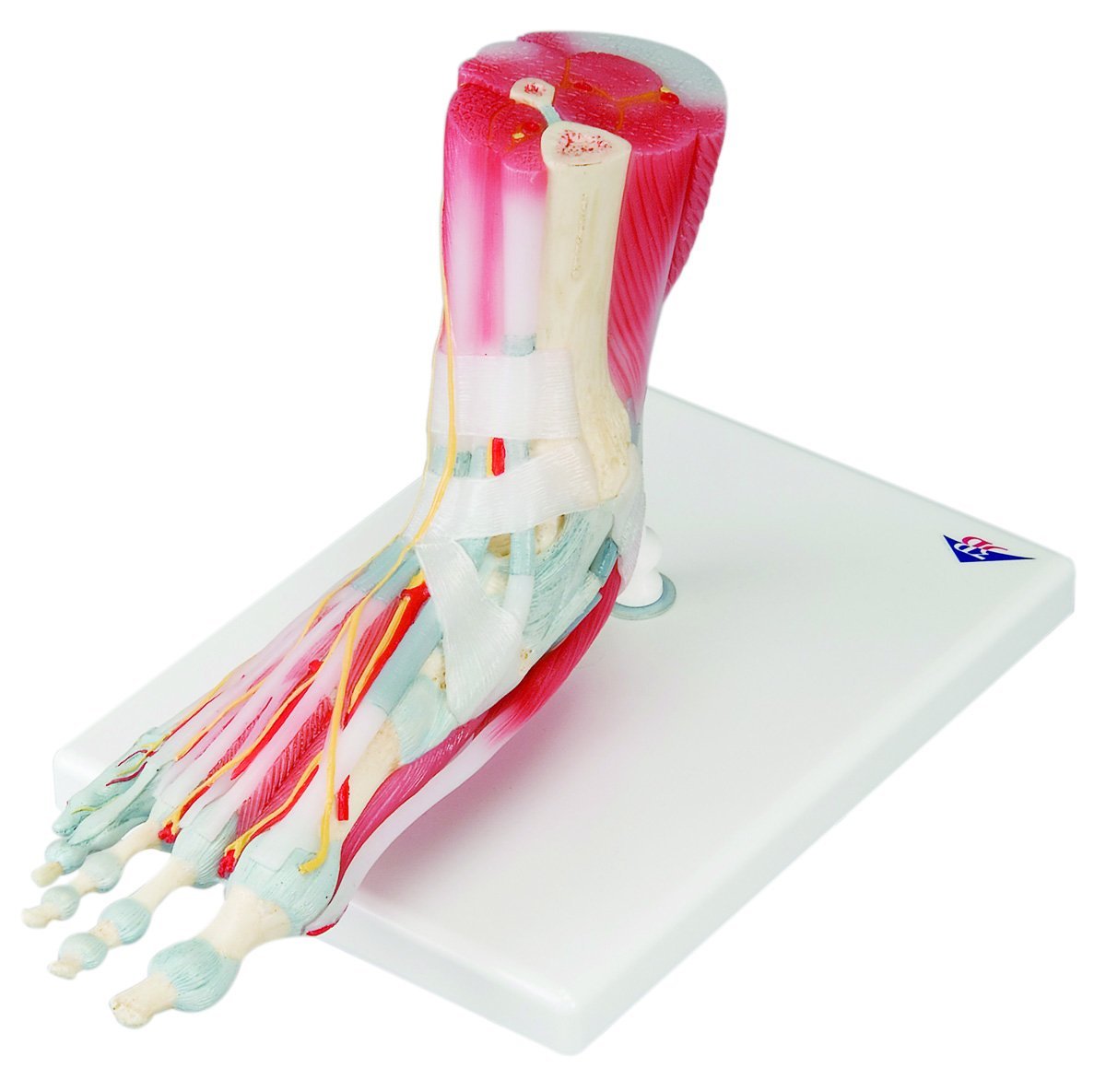 Anatomical Model foot skeleton with removable ligaments & muscles, 6
