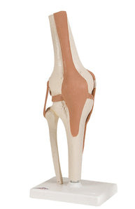 Anatomical Model - functional knee joint