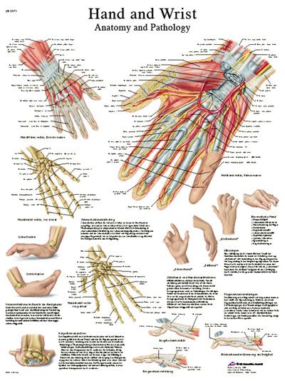 Anatomical Chart - hand & wrist, paper